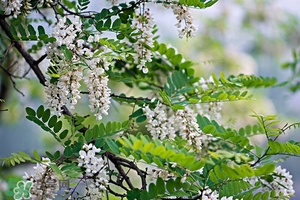 刺槐花幾月開？刺槐花什么時(shí)候開