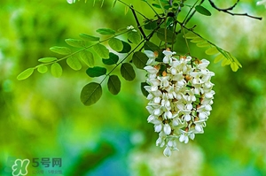 刺槐花幾月開？刺槐花什么時(shí)候開