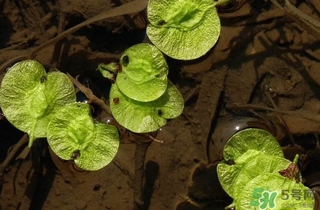 榆錢是榆樹的什么？榆錢是花還是果實(shí)