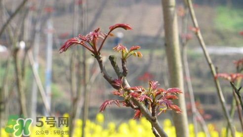 香椿葉能吃嗎？香椿葉孕婦能吃嗎？