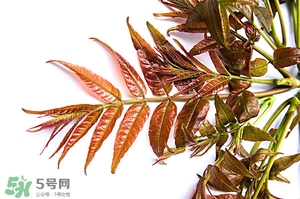 香椿樹什么時(shí)候發(fā)芽？香椿樹什么時(shí)候種植