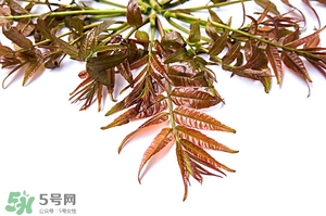 香椿樹什么時(shí)候發(fā)芽？香椿樹什么時(shí)候種植