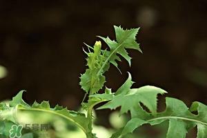 苦苦菜的功效與作用及食用方法