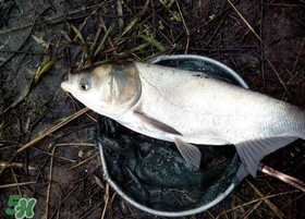 4月份能釣鰱魚(yú)嗎？四月份能釣鰱魚(yú)嗎？