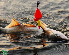 4月份能釣鰱魚(yú)嗎？四月份能釣鰱魚(yú)嗎？