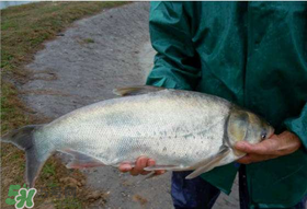 4月份能釣鰱魚(yú)嗎？四月份能釣鰱魚(yú)嗎？