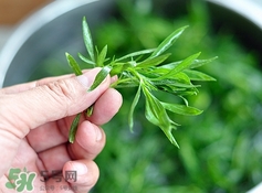 掃帚菜有什么功效？掃帚菜的功效與作用