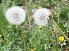 蒲公英可以和玫瑰花泡水喝嗎?蒲公英玫瑰花泡水喝的功效