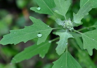 灰菜能生吃嗎？灰菜怎么做好吃