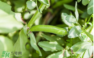 什么人不能吃蠶豆？吃蠶豆的禁忌人群