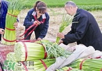 蒜苔頭能吃嗎？蒜苔頭可以吃嗎