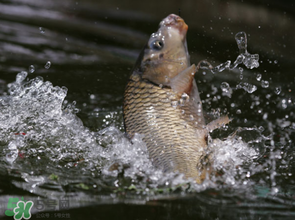 谷雨怎么釣魚？谷雨前后釣魚技巧