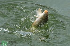 谷雨怎么釣魚？谷雨前后釣魚技巧