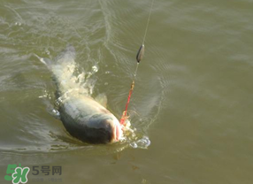 谷雨好釣魚嗎？谷雨釣魚用什么餌料？