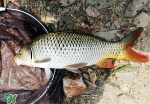 谷雨好釣魚嗎？谷雨釣魚用什么餌料？