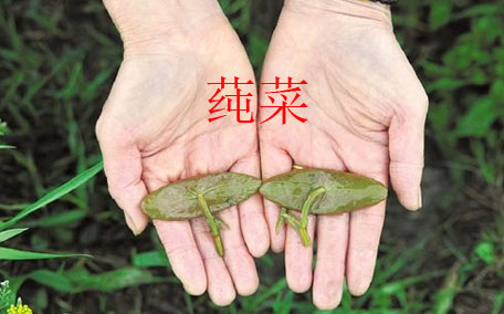 莼菜怎么讀？莼菜是哪里的特產(chǎn)