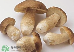 美味牛肝菌多少錢一斤？一斤牛肝菌多少錢？