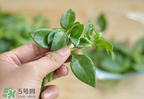 冰菜和穿心蓮是同一種菜嗎？冰菜和穿心蓮是一科嗎？