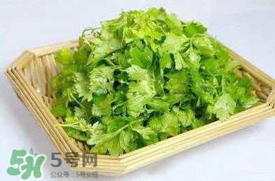 芹菜葉能吃嗎？芹菜葉可以吃嗎