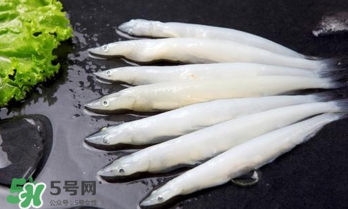 面條魚是什么魚？面條魚是海水魚嗎