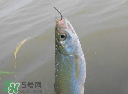 白條魚(yú)怎么釣？如何釣白條魚(yú)技巧