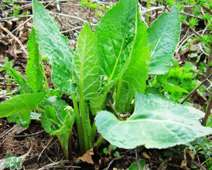 大耳毛野菜怎么吃？大耳毛野菜的做法