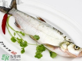 白條魚(yú)怎么釣？如何釣白條魚(yú)技巧