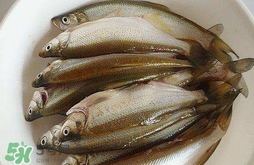 白條魚(yú)怎么釣？如何釣白條魚(yú)技巧