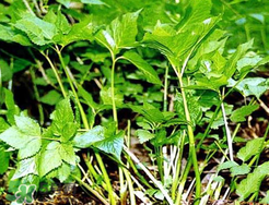 大葉芹怎么吃？大葉芹的做法？