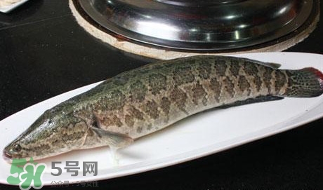 黑魚(yú)怎么做湯好喝？黑魚(yú)怎么做下奶？