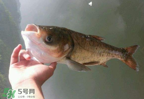 五月份能釣鰱魚嗎？五月份釣什么魚？