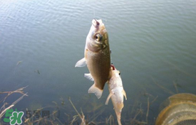 立夏好釣魚嗎？立夏怎么釣魚？