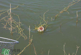 立夏好釣魚嗎？立夏怎么釣魚？