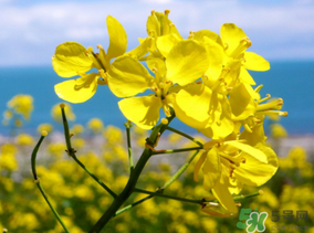 五月份還有油菜花嗎？5月份還有油菜花嗎？