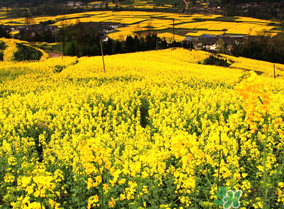 五月份還有油菜花嗎？5月份還有油菜花嗎？