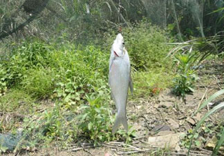 立夏好釣魚嗎？立夏怎么釣魚？