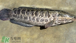 生魚是什么魚？生魚片是什么魚