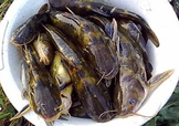 嘎魚(yú)是鯰魚(yú)嗎？嘎魚(yú)是黃辣丁嗎