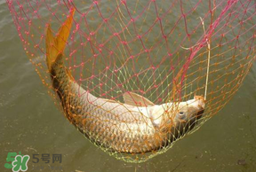 立夏怎么釣鯉魚？立夏釣鯉魚用什么餌料？