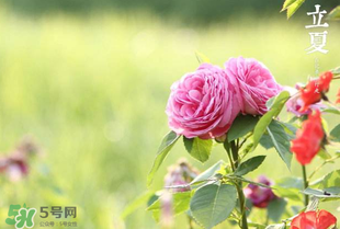 立夏開什么花？立夏有什么花？