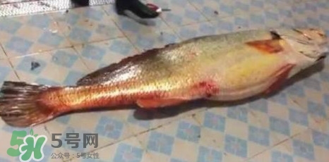 天價(jià)魚(yú)賣(mài)出347萬(wàn) 金錢(qián)鳘為什么這么貴？