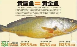 黃唇魚是黃花魚嗎？黃唇魚是黃魚嗎？