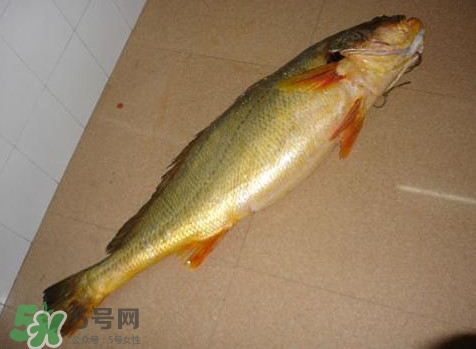 黃唇魚是黃花魚嗎？黃唇魚是黃魚嗎？