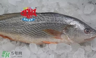 黃唇魚是黃花魚嗎？黃唇魚是黃魚嗎？