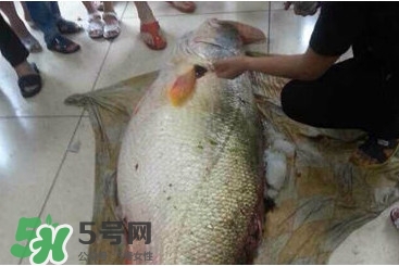 金錢鳘是什么魚？金錢鳘是淡水魚嗎？