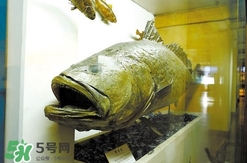 金錢鳘是什么魚？金錢鳘是淡水魚嗎？