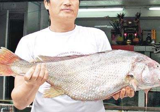 黃唇魚鰾是魚肚嗎？黃唇魚鰾是魚泡嗎