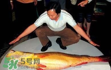 黃唇魚魚鰾能救命？黃唇魚魚鰾可以救命？