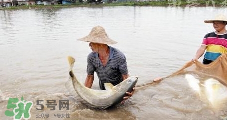 金錢鳘是哪里原產(chǎn)的？金錢鳘的產(chǎn)地在哪里