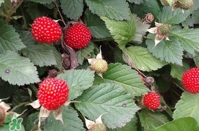 野草莓能吃嗎？野草莓圖片